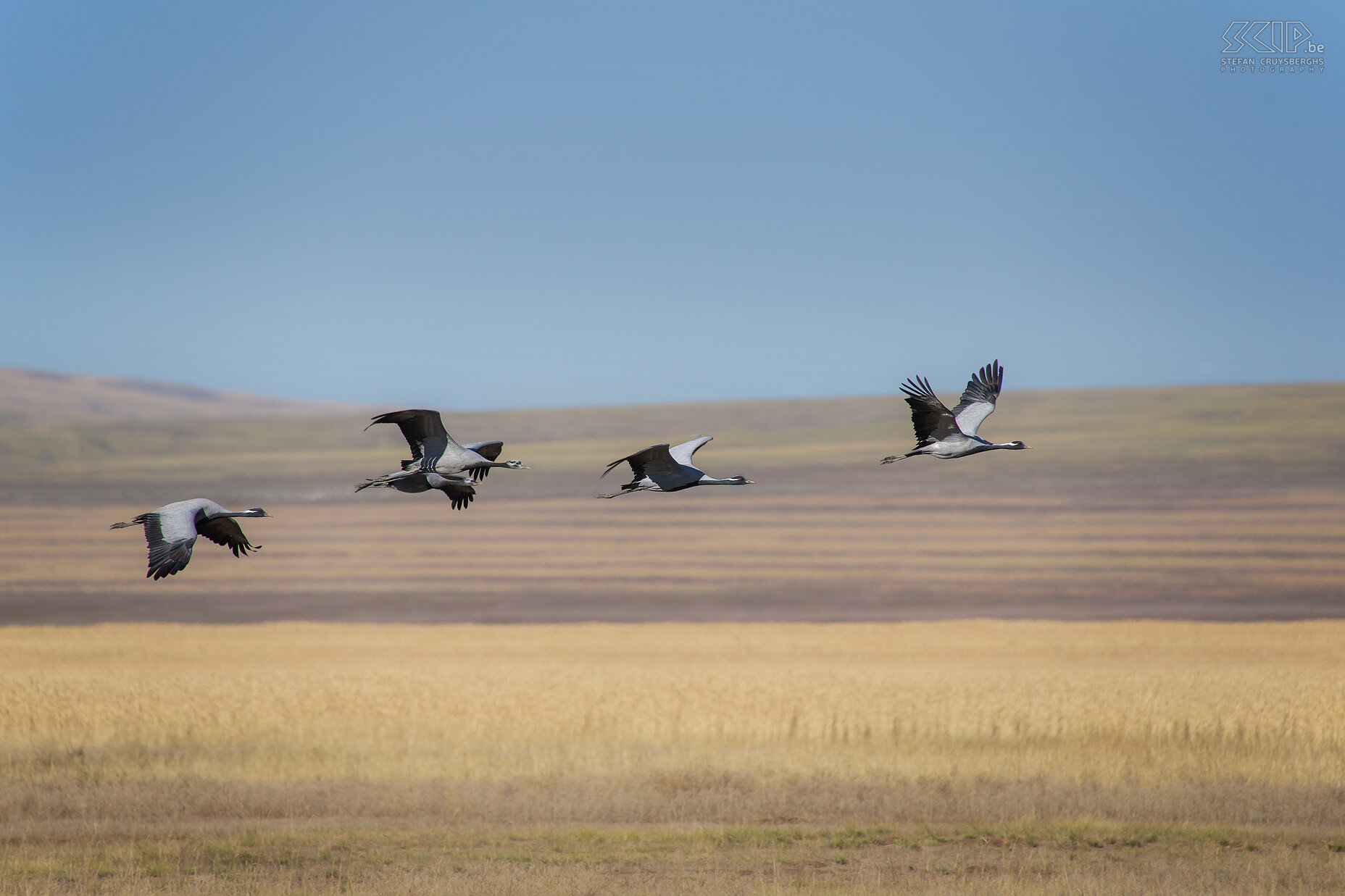 Demoiselle cranes Demoiselle cranes (Anthropoides virgo) probably on their way to a warmer in the south. Stefan Cruysberghs